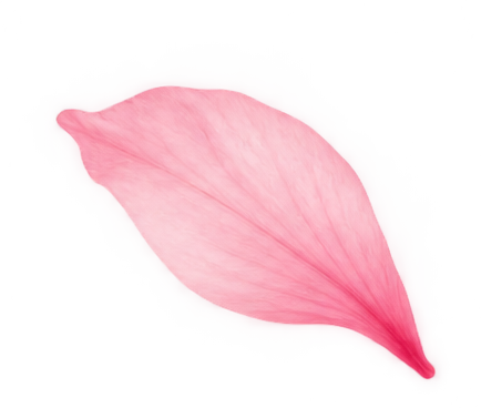 pétale